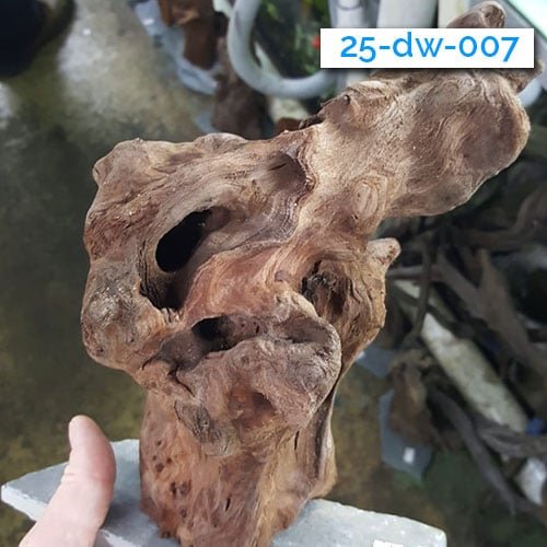 Mounted Driftwood - Image 2