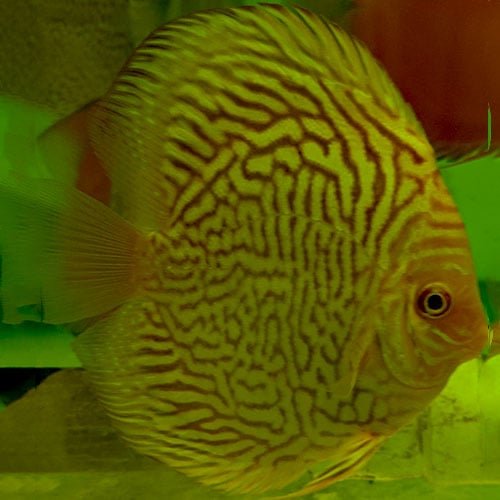 Albino Tiger Turquoise - Image 2