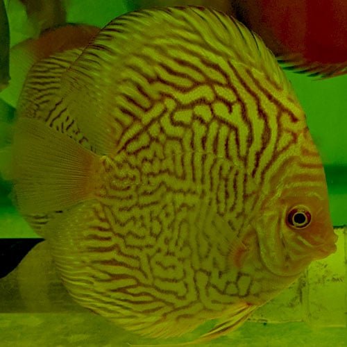 Albino Tiger Turquoise - Image 4