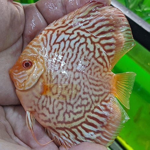 Albino Tiger Turquoise - Image 3