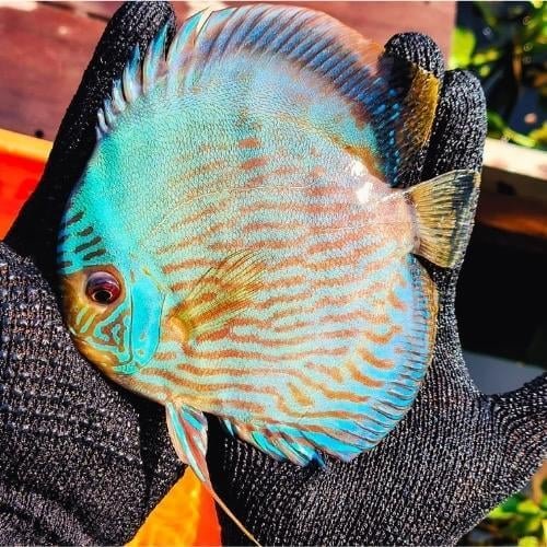 Wild Discus Blue Moon Heckel 5.0 – 6.0″ - Image 2