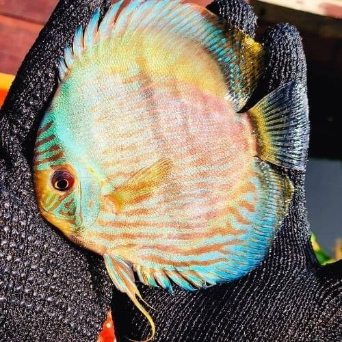 Wild Discus Blue Moon Heckel 5.0 – 6.0″ - Image 6
