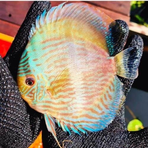 Wild Discus Blue Moon Heckel 5.0 – 6.0″ - Image 3