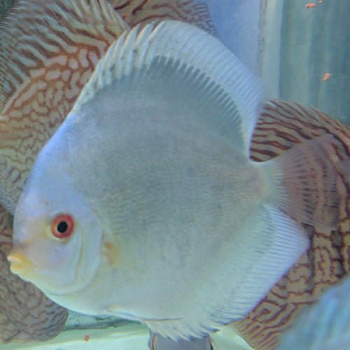 Solid Blue Panda Discus - Image 2