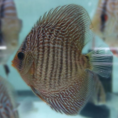Blue Snakeskin Discus - Image 2