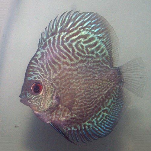 Blue Snakeskin Discus - Image 3