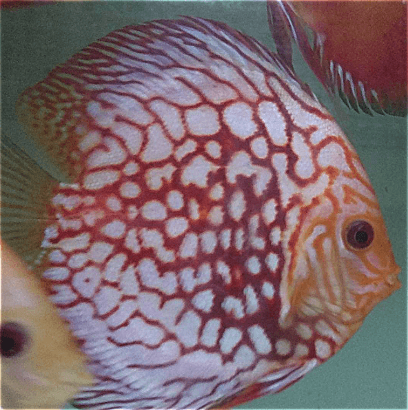 Checkerboard Red Panda Discus - Image 2