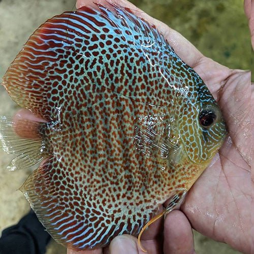 Eruption Discus
