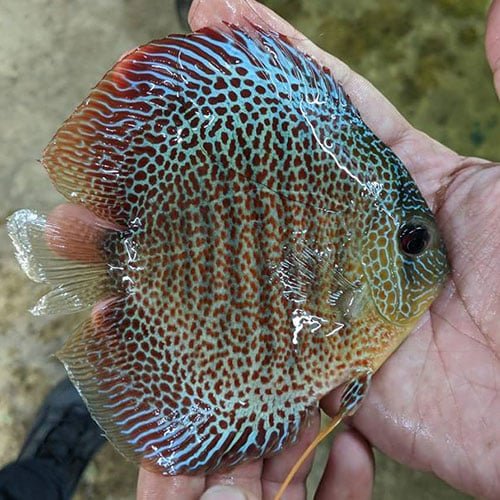 Eruption Discus - Image 3