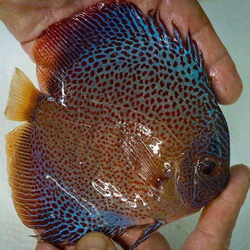 Eruption Discus - Image 4