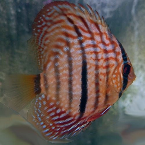 F1 Ica Red Discus - Image 2