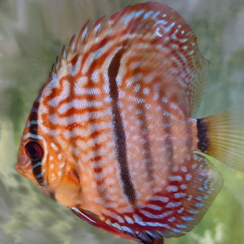 F1 Ica Red Discus