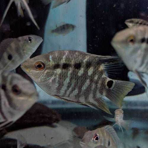Festivum Flag Cichlid - Image 3
