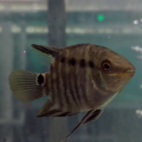 Festivum Flag Cichlid - Image 2