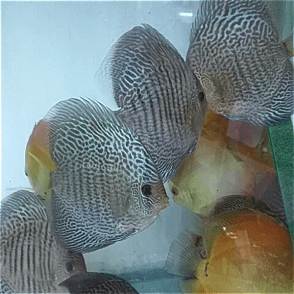 Blue Snakeskin Discus - Image 4