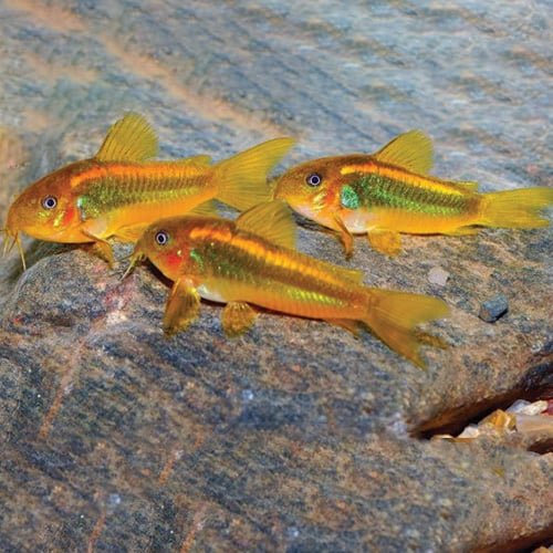 Orange Laser Cory - Image 3