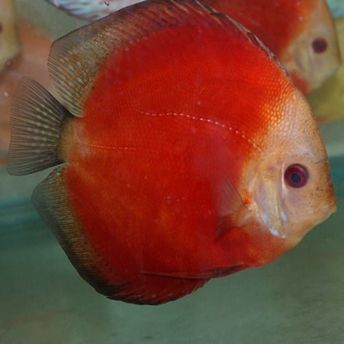 Red Melons Discus - Image 3