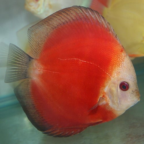 Red Melons Discus - Image 2