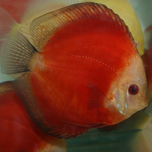 Red Melons Discus - Image 4