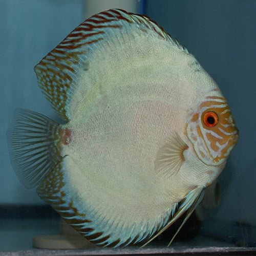 Solid Blue Panda Discus