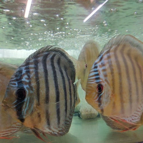 Wild Discus Tefe Green - Image 7