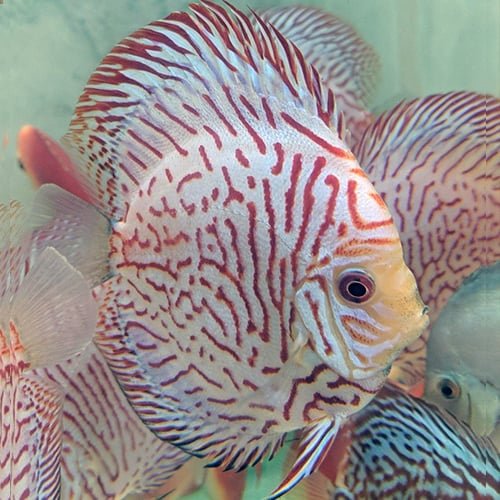 Tiger Blue Panda Discus - Image 2