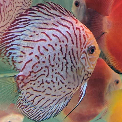 Tiger Blue Panda Discus - Image 3