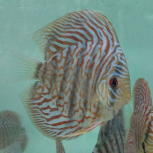 Tiger Turquoise Discus - Image 2