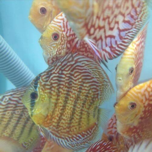 Galaxy Turquoise Discus - Image 3
