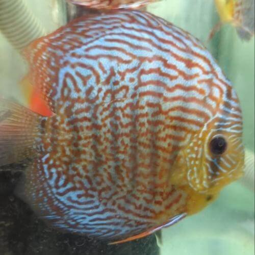 Galaxy Turquoise Discus - Image 4