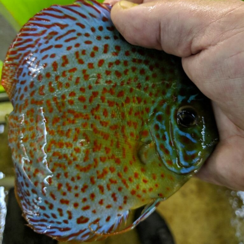 Leopard Discus - Image 6