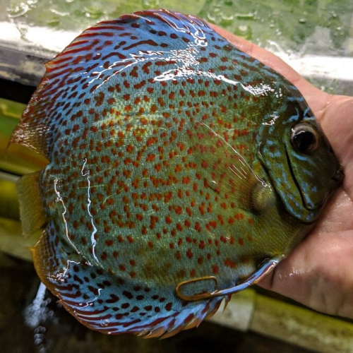 Leopard Discus - Image 5