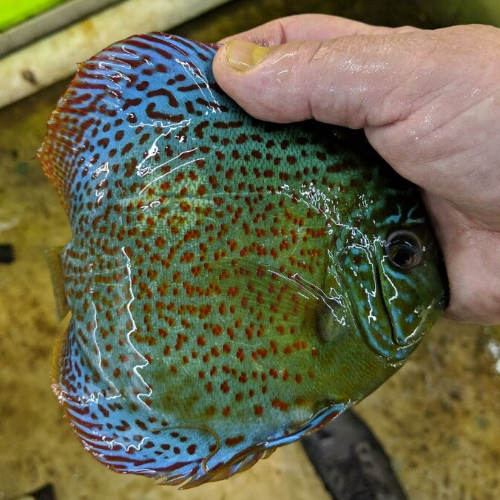 Leopard Discus - Image 4