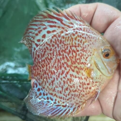 Leopard Discus - Image 3