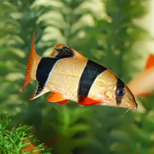 Clown Loach