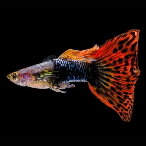 Fancy Guppies