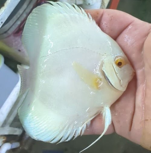 Albino Blue Diamond Discus