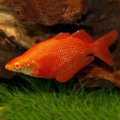Albino Rainbow Fish - Image 2