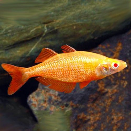 Albino Rainbow Fish - Image 3