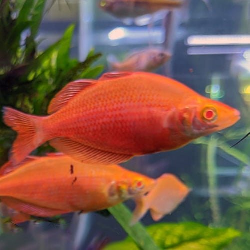 Albino Rainbow Fish - Image 4