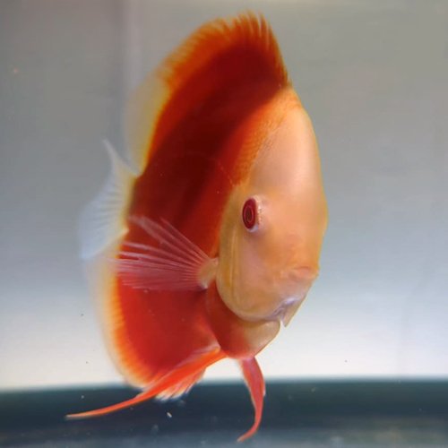 Albino Red Melon Discus - Image 2