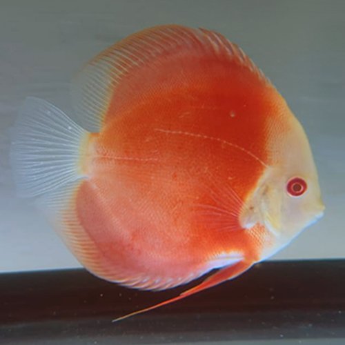 Albino Red Melon Discus - Image 3