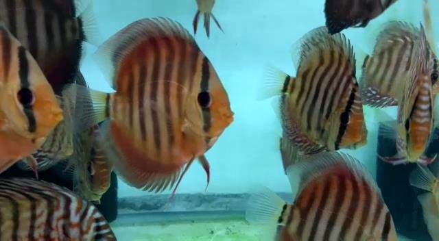 Alenquer Red Discus - Image 2