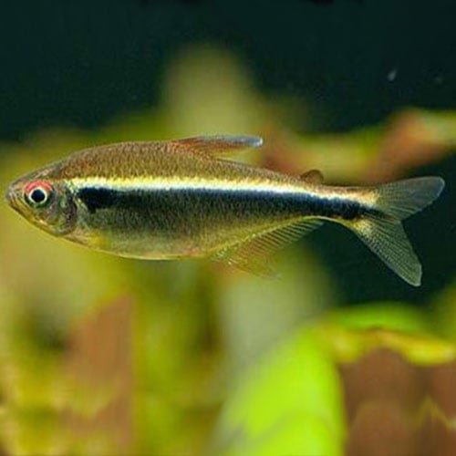 Black Neon Tetra - Image 3