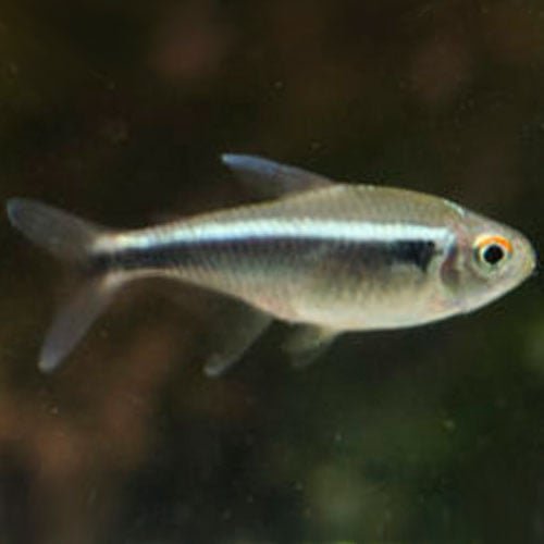 Black Neon Tetra - Image 2