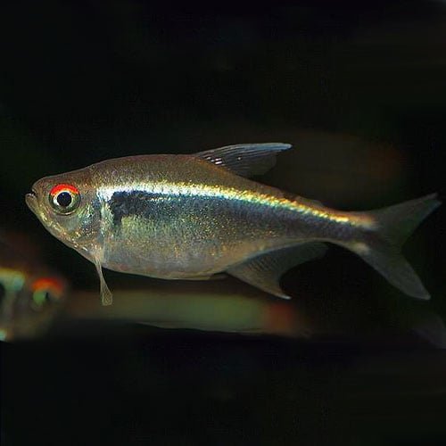 Black Neon Tetra - Image 4