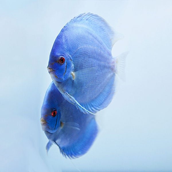 Blue Diamond Breeding Pair - Image 2