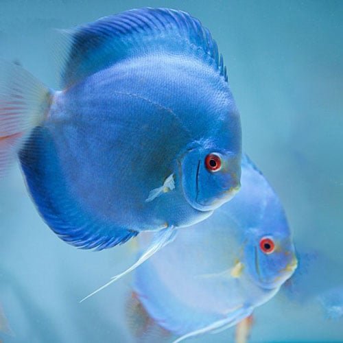 Blue Diamond Breeding Pair - Image 3