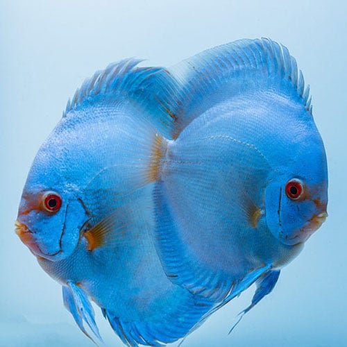 Blue Diamond Breeding Pair - Image 4