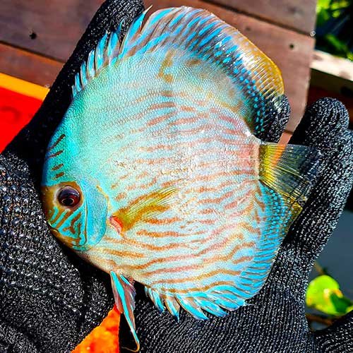 Wild Discus Blue Moon Heckel 5.0 – 6.0″ - Image 5